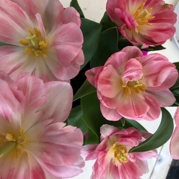 Meet your Posher, Nicola - Picture 1 of 1